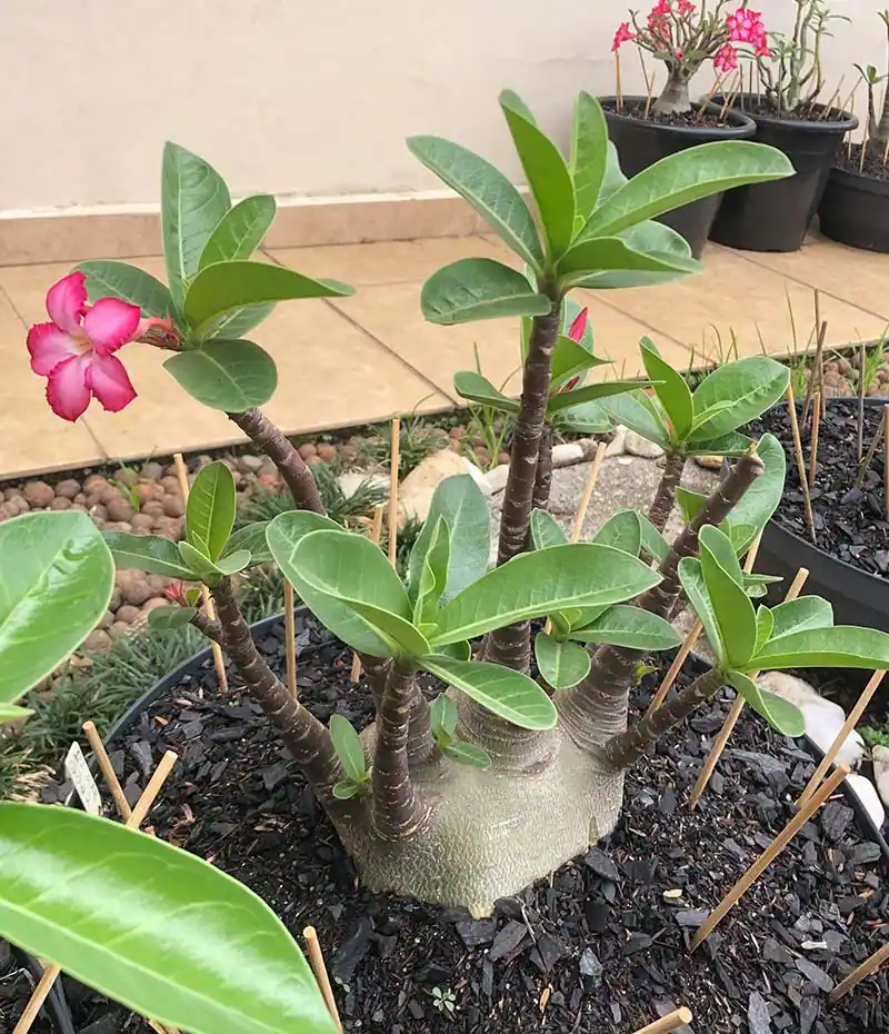 Adenium: características, cultivo e cuidados com rosas do deserto