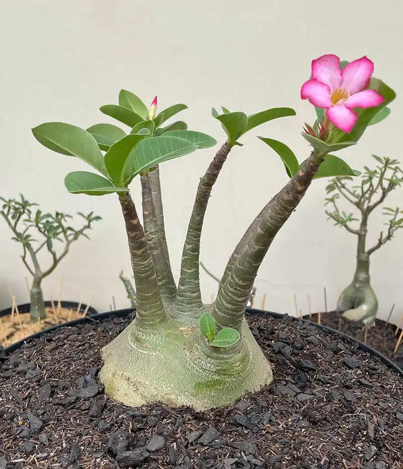 Adenium: características, cultivo e cuidados com rosas do deserto